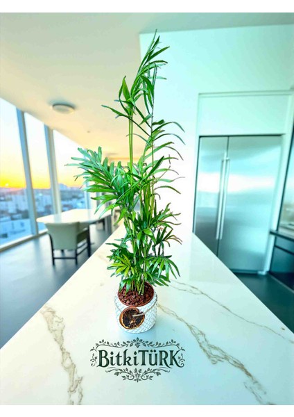 Beton Saksıda Ithal Areka Palmiyesi 45/65CM Portakal Dilimi ve Lav Taşları Dekorlu fiyatları