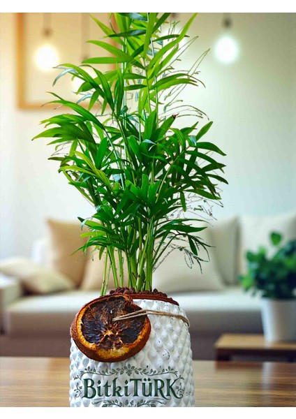 Beton Saksıda Ithal Areka Palmiyesi 45/65CM Portakal Dilimi ve Lav Taşları Dekorlu modelleri