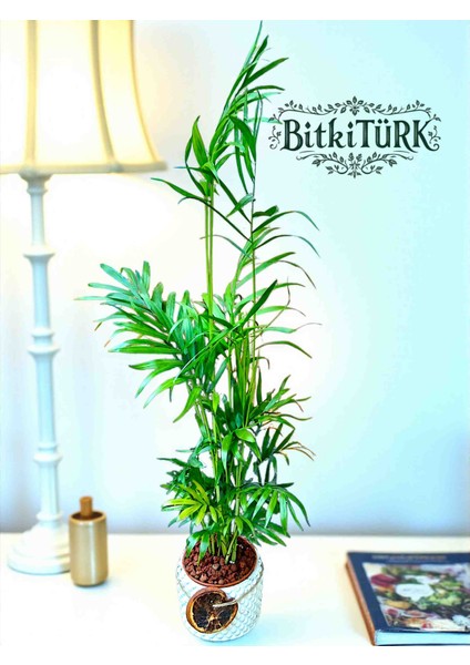 Beton Saksıda Ithal Areka Palmiyesi 45/65CM Portakal Dilimi ve Lav Taşları Dekorlu fırsatları