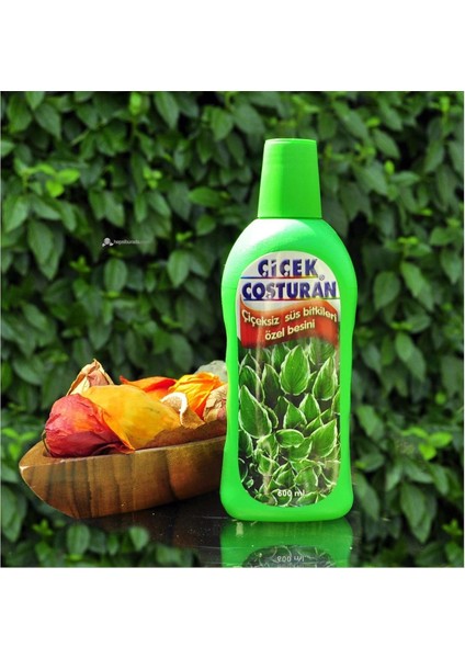 Çiçek Coşturan Çiçeksiz Süs Bitkileri Için