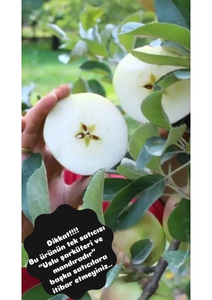 Amasya Misket Elması Yeni Mahsül 1kg. fiyatları