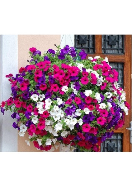 Dünyam Karışık Petunya Çiçeği Tohumu 25 Adet