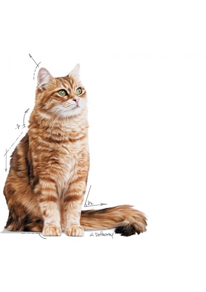 Sindirim Hassasiyeti Olan Kediler için Yaş Kedi Maması 12 x 85g