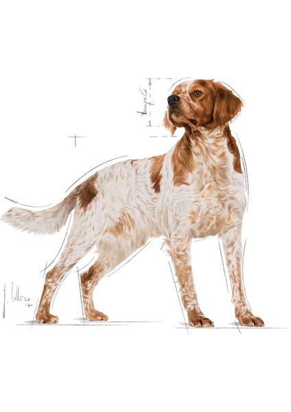 Orta Irklar için Yaş Köpek Maması 10 x 140g