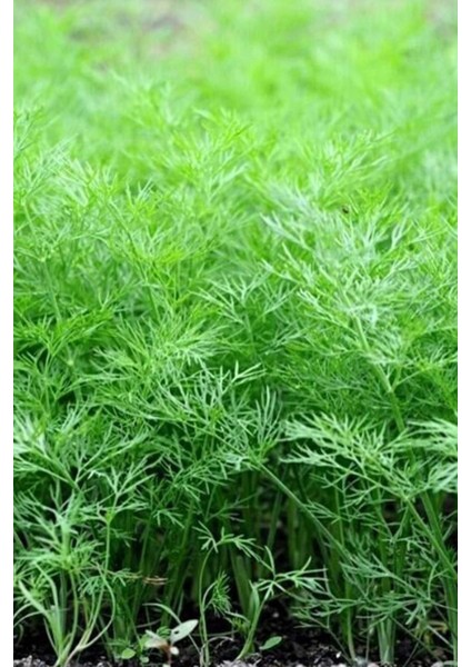 Litaetrend Dere Otu Tohumu 10 gr fiyatları