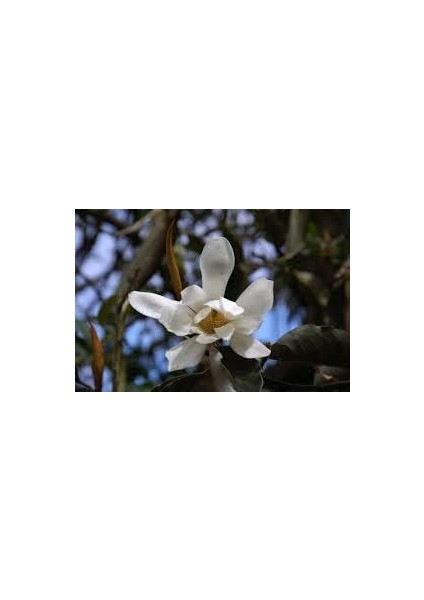 Tapınak Manolyası Manolya 10 Adet Tohum Yeni Sezon Ürünü fiyatları