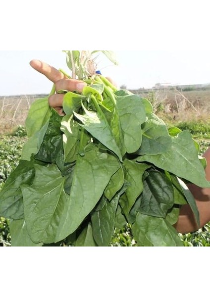 Matador (Çoklu Tohum) - 10 Gram modelleri