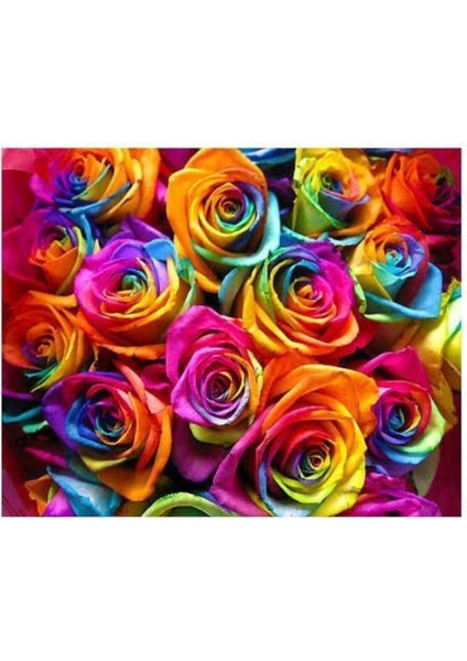 Look 100 Adet Hollanda Gökkuşağı Gül Tohumu TH-563559670685TDR