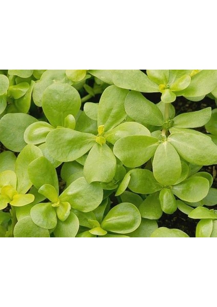 Doğal Yerli Semiz Otu Tohumu