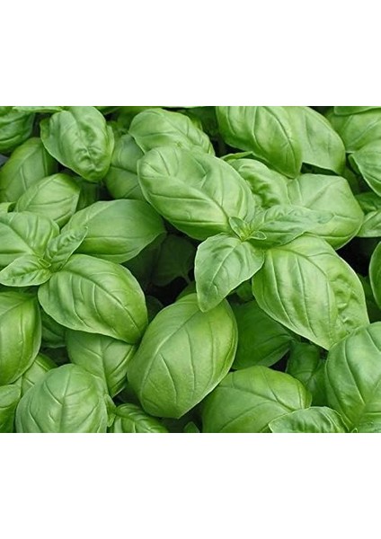 Fesleğen Tohum 100 Adet