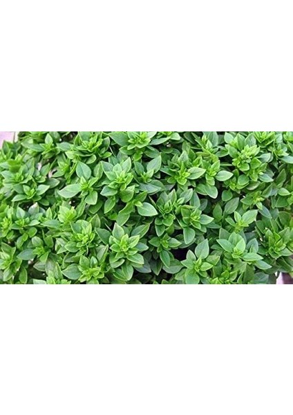 Fesleğen Tohum 100 Adet modelleri