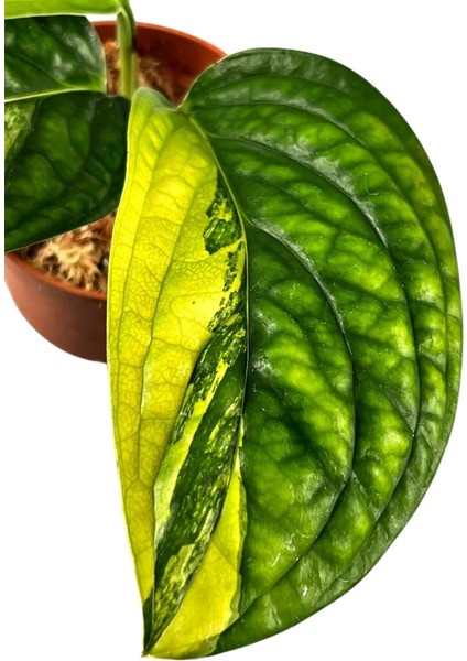 Monstera 'peru Variegata' (Deve Tabanı) fiyatları