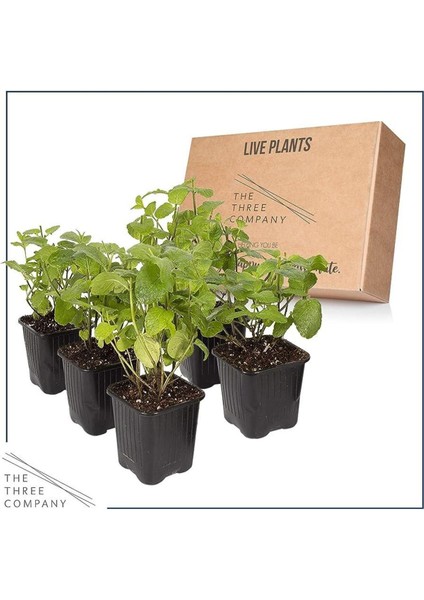 Nane Melisa Fidanı Ikili Set 10-20 cm fiyatları