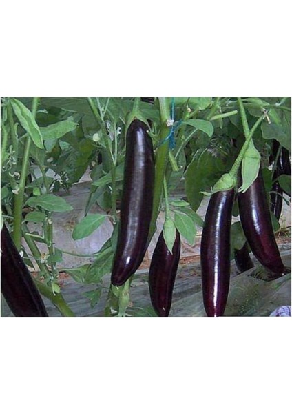 Patlıcan 100 Tohum fiyatları