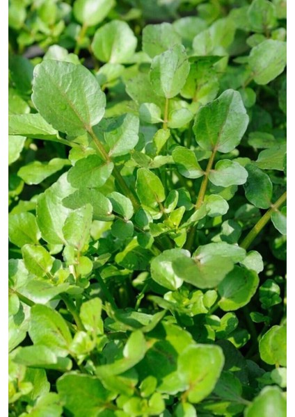 Litaetrend Roka Tohumu 10 gr fiyatları