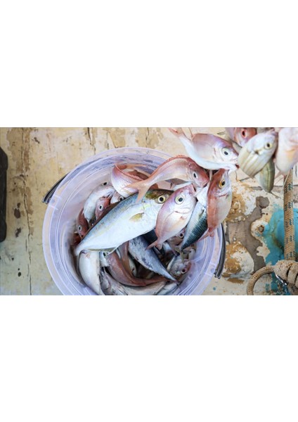 Misina 300M Polietilen Microfiber 2.0 Ip Misina Yeşil - Lisinya fiyatları