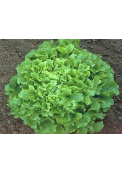 Marul Arapsaçı Tohumu - Aksel 10 gr