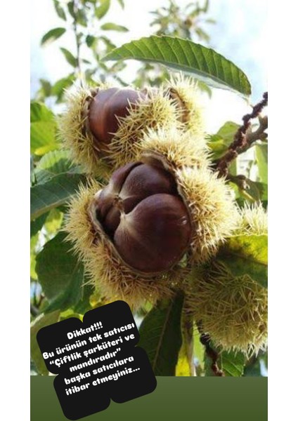 Ödemiş Kebap Kestane 1kg. (Iri Boy-Yeni Mahsül) modelleri