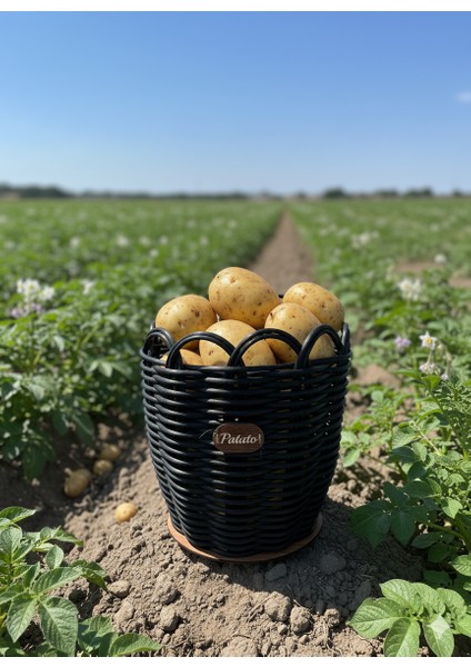 Orta Boy Patateslik fırsatları