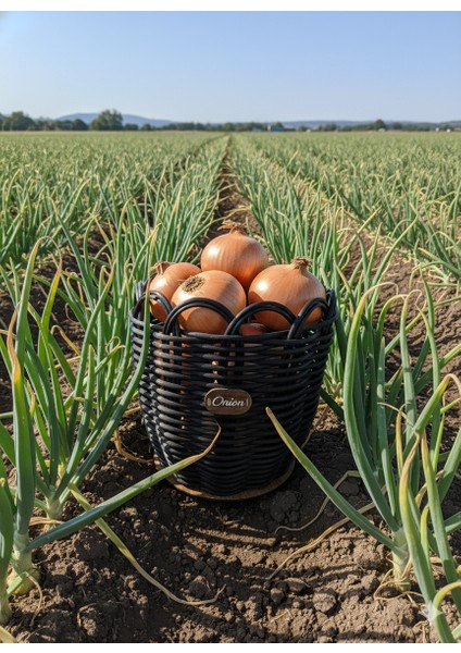 Raddancore Orta Boy Soğanlık/soğan Sepeti fırsatları