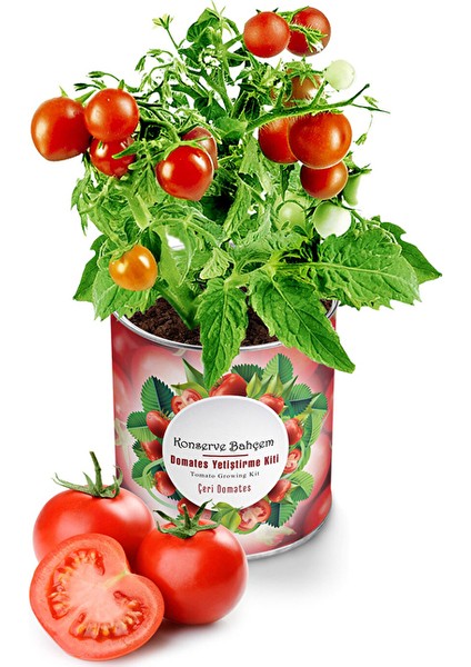4 Adet Konserve Domates Yetiştirme Kiti KB002