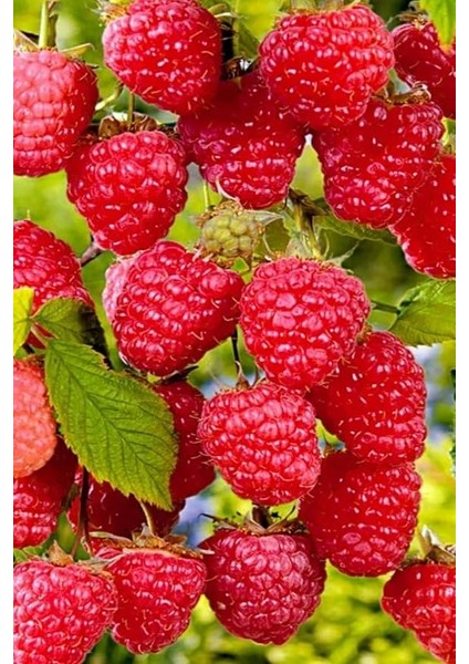 Kırmızı Ahududu Tohumu / 5 Adet Tohum