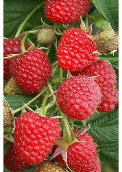 Kırmızı Ahududu Tohumu / 5 Adet Tohum modelleri