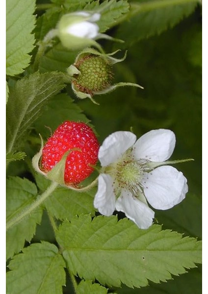 Kırmızı Ahududu Tohumu / 5 Adet Tohum fırsatları
