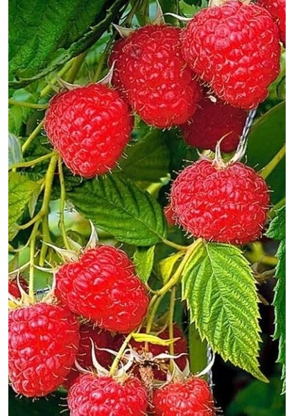 Kırmızı Ahududu Tohumu / 5 Adet Tohum indirimleri