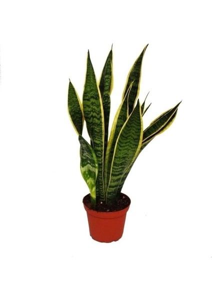 Sansevieria Trifasciata Yeşil Beyaz Paşa Kılıcı Fidanı