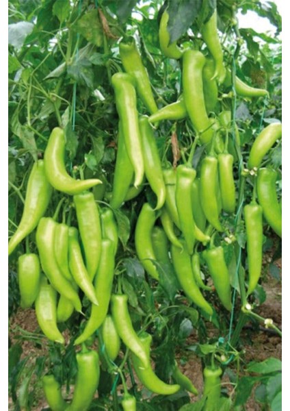 Litaetrend Çarliston Biber Tohumu 10 gr