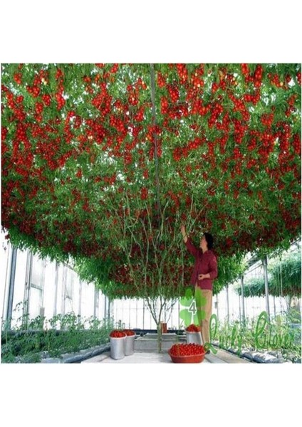 Paket 35 Adet Tohum Italyan Domates Ağacı Tohumu fiyatları