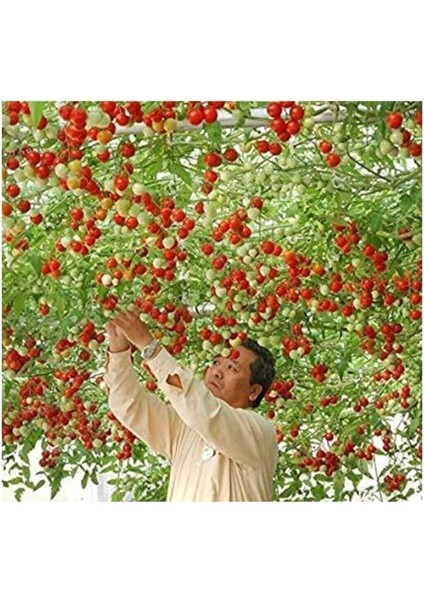 Paket 35 Adet Tohum Italyan Domates Ağacı Tohumu indirimleri