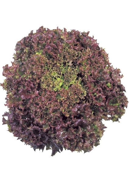 Yapraklı Kıvırcık Lolorosso Marul (1 Gram)