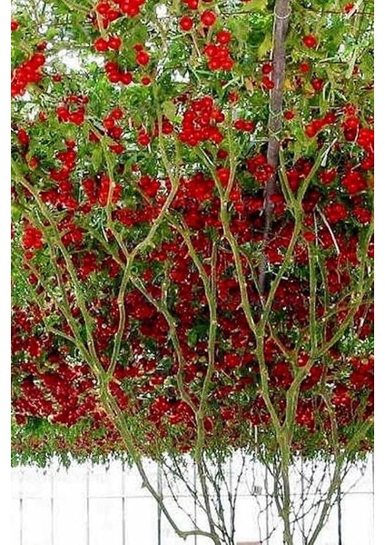 Domates Ağacı Tohumu / +5 Adet Tohum modelleri