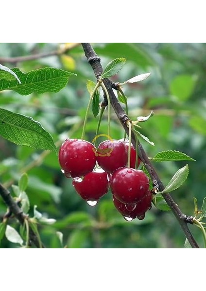 Sepetim 3 Yaş Kütahya Vişne Fidanı *yarı Bodur* fırsatları