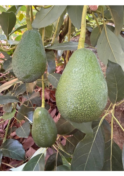 Avokado 1 kg Dalından Taze