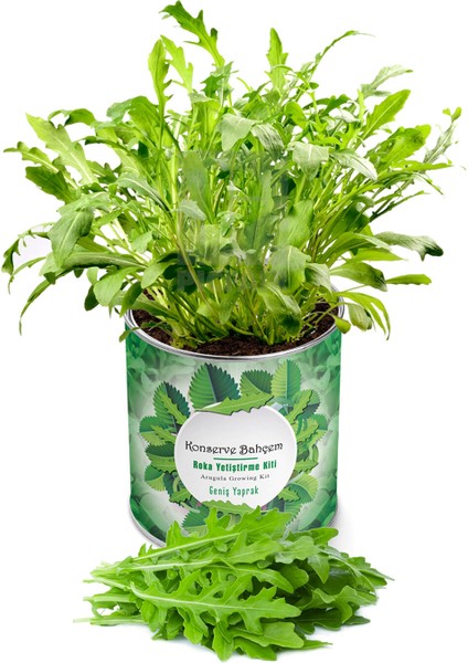 3 Adet Konserve Roka Yetiştirme Kiti KB014 fiyatları