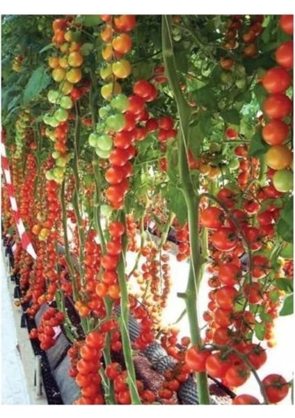 Sırık Cherry Domates 50 Tohum