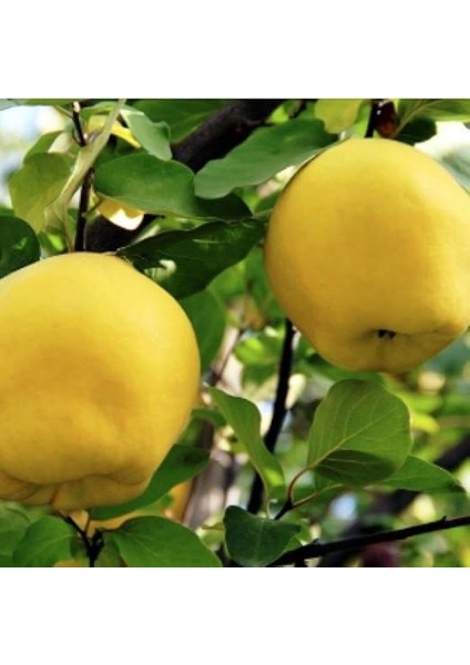 Tüplü Aşılı Bol Verimli Yarıbodur Leziz Eşme Ayva Fidanı modelleri