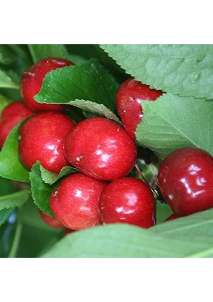 Tüplü Aşılı Erkenci Yarıbodur Verimli Early Lorry Kiraz Fidanı
