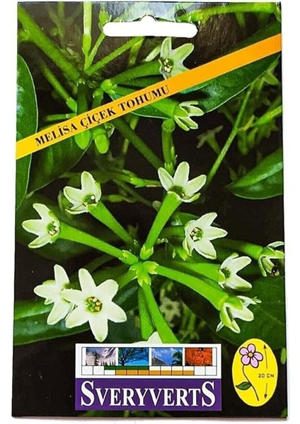 Melisa Çiçeği Tohumu