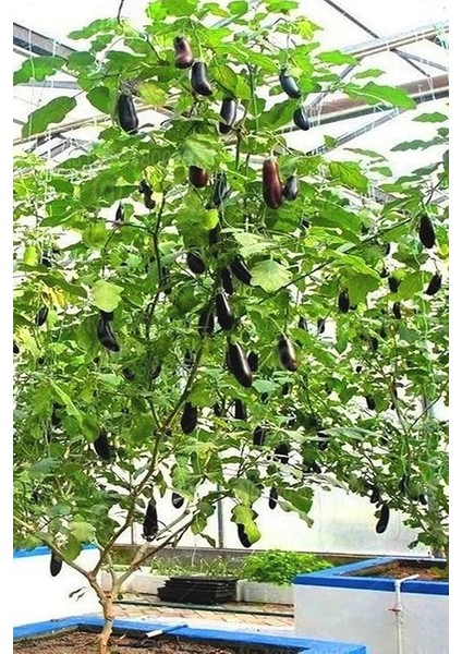 Dünyam Ithal Çin Patlıcan Ağacı Tohumu / 10+ Adet Tohum indirimleri