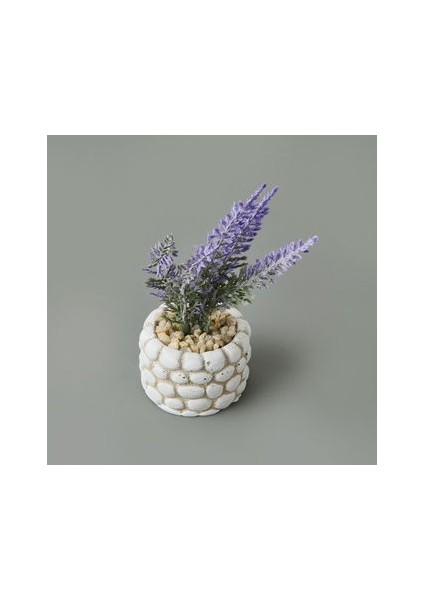 Mini Saksıda Lavanta - Asorti - 10X5X5 cm modelleri