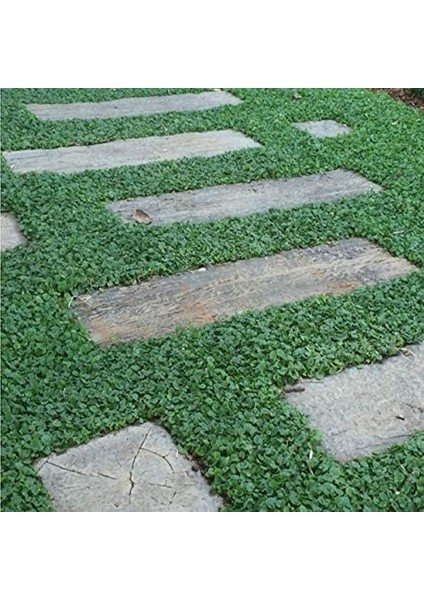 Tohum Dona Dayanıklı Dichondra Repens Fare Kulağı TOHUMU(100 Gram) modelleri