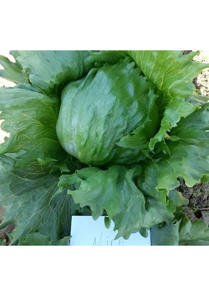 Iceberg (Çoklu Tohum) - 3 Gram fiyatları