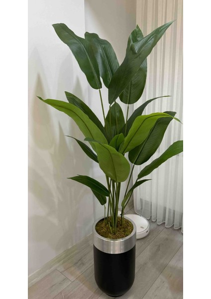 Siyah Darbuka Saksıda Starliçe - 180 cm