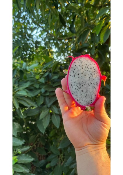 Beya Ejder Meyvesi (Kg)