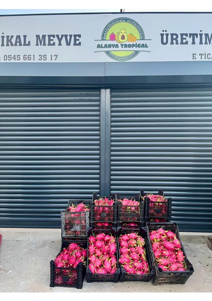 Beya Ejder Meyvesi (Kg) fiyatları