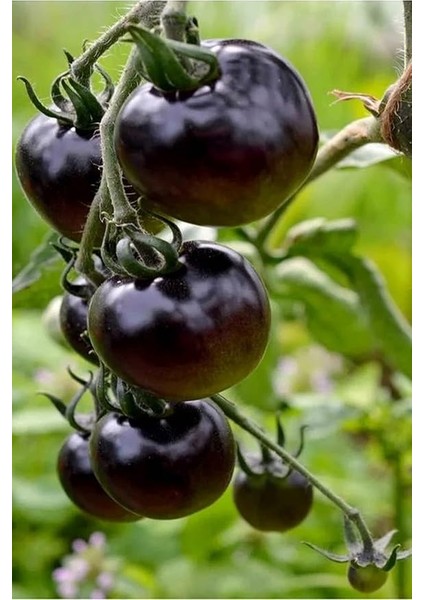 Kumato Domatesi Tohumu / Eko Paket 50 + Adet Tohum